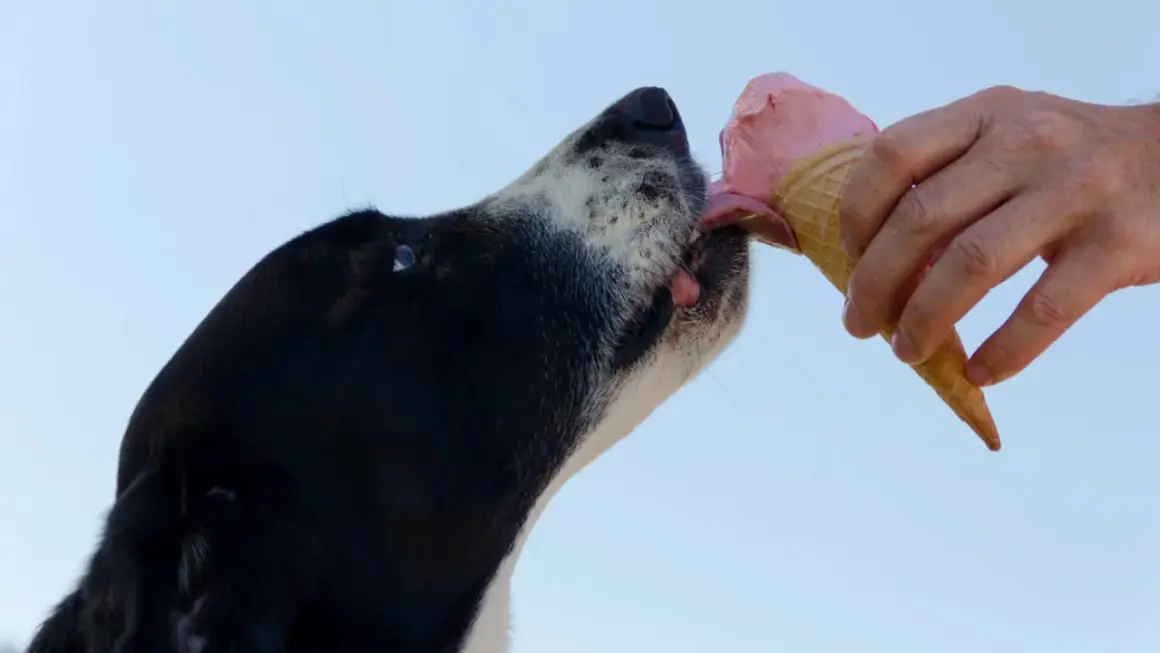 En hund njuter av en rosa glass. En hand håller strutten med glass till hunden.