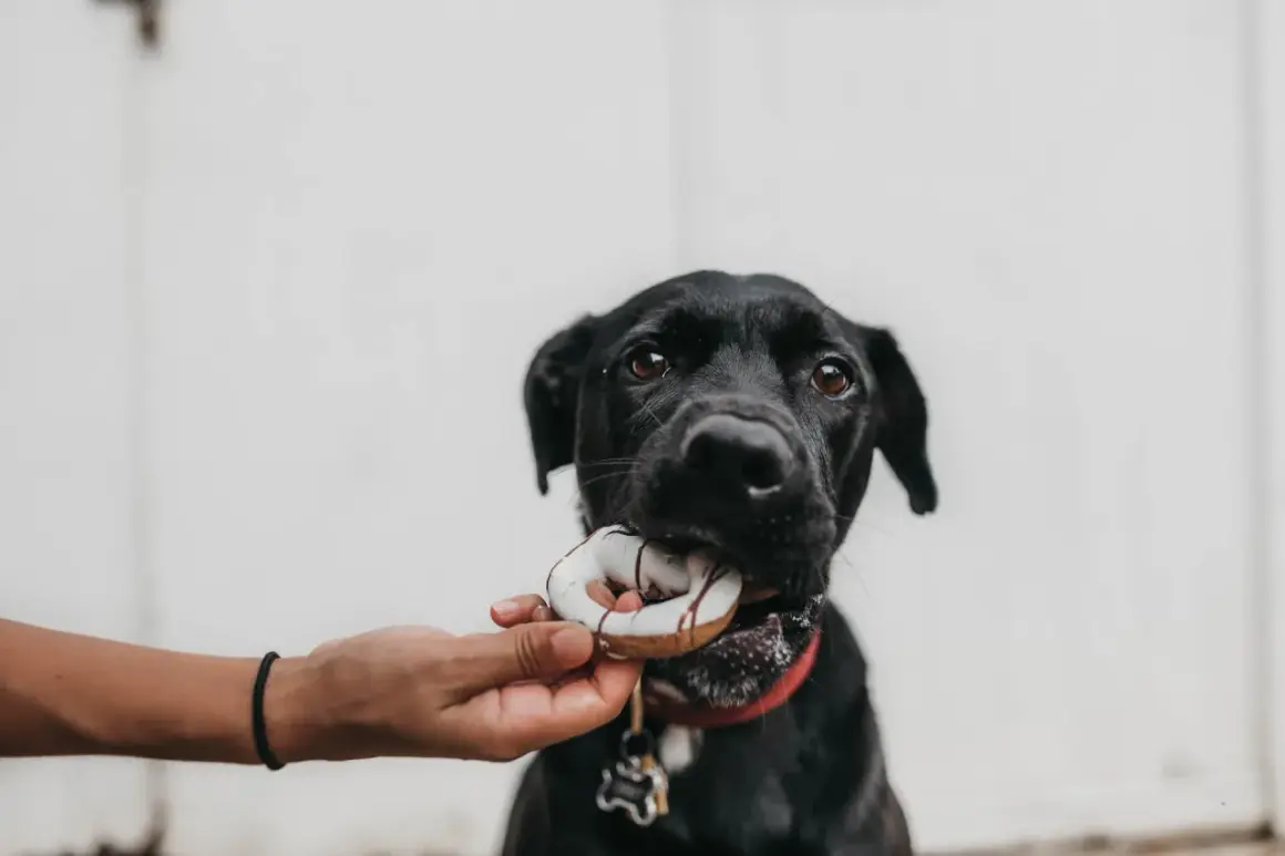 Svart hund får en godsak, en speciell frukt till hund, som en liten present.