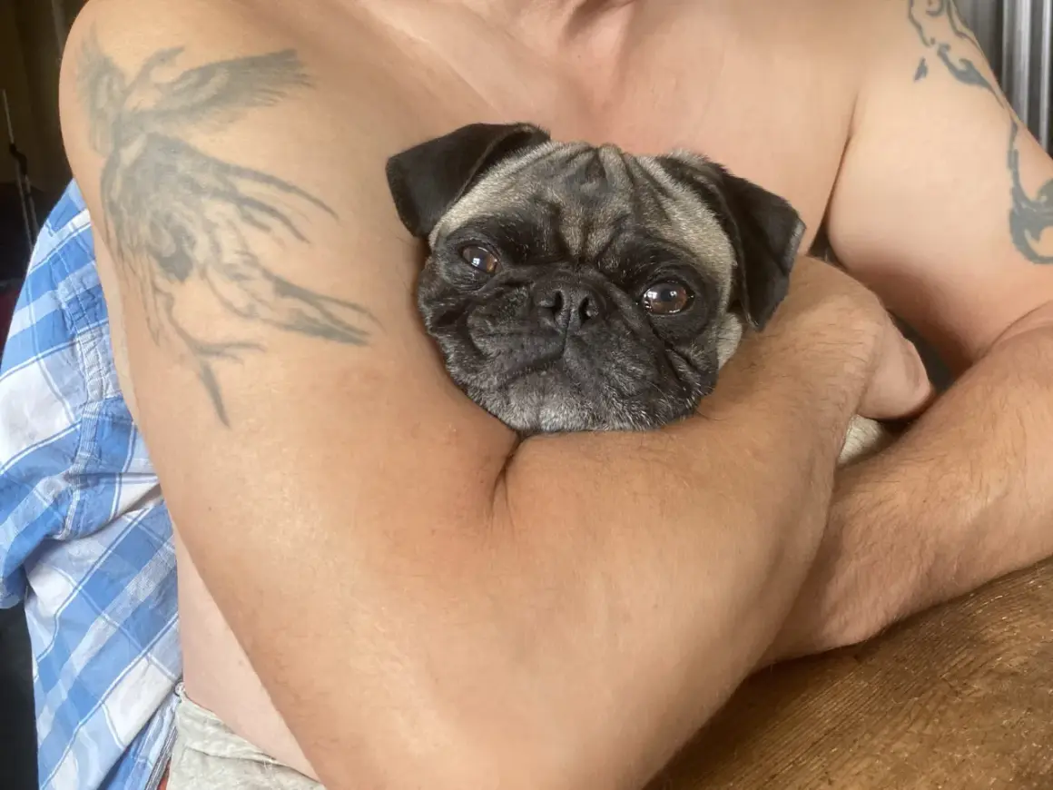 En söt mops ligger tryggt i famnen, kanske drömmer den om att en hund snarkar.
