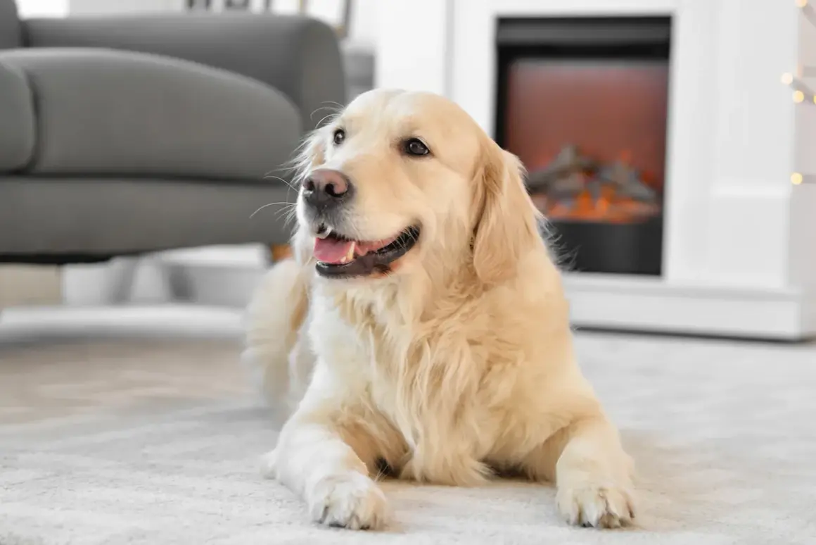 En glad golden retriever ligger på en matta framför en öppen spis. En bra påminnelse om att fundera på vad kostar en hund i månaden innan man skaffar en.