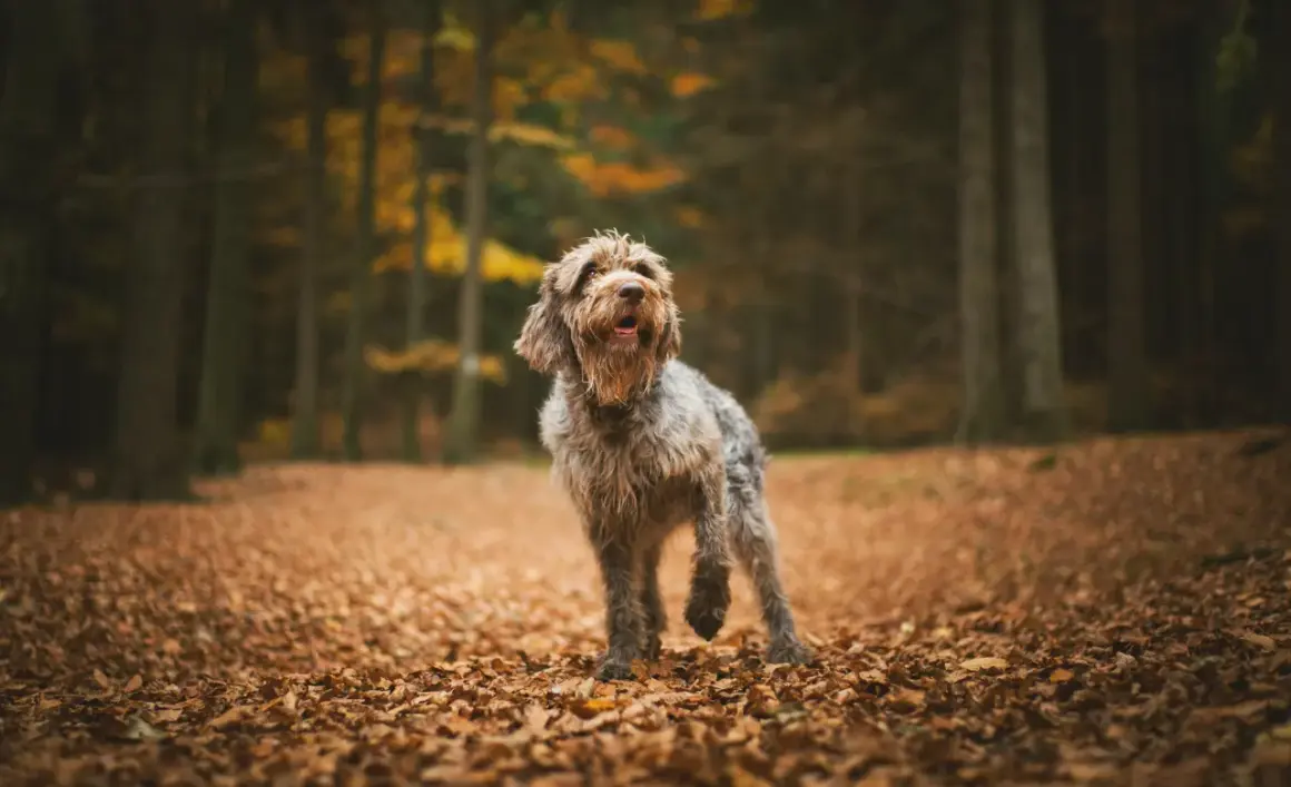 En lurvig hund står i en höstskog, omgiven av löv. Den ser pigg ut, som om den precis genomgått en snabb viktnedgång och nu njuter av sin nya energi.