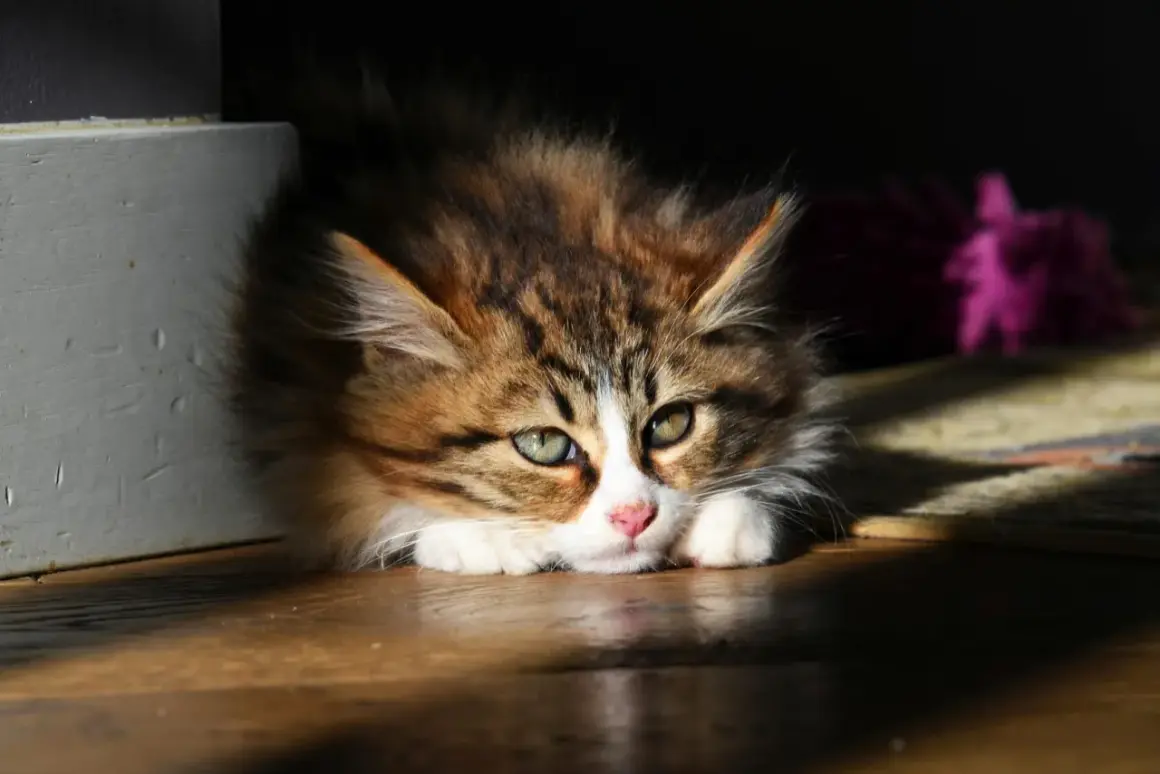 Söt kattunge med grönblå ögon, ser lite trött ut, kanske har den katt diarre.