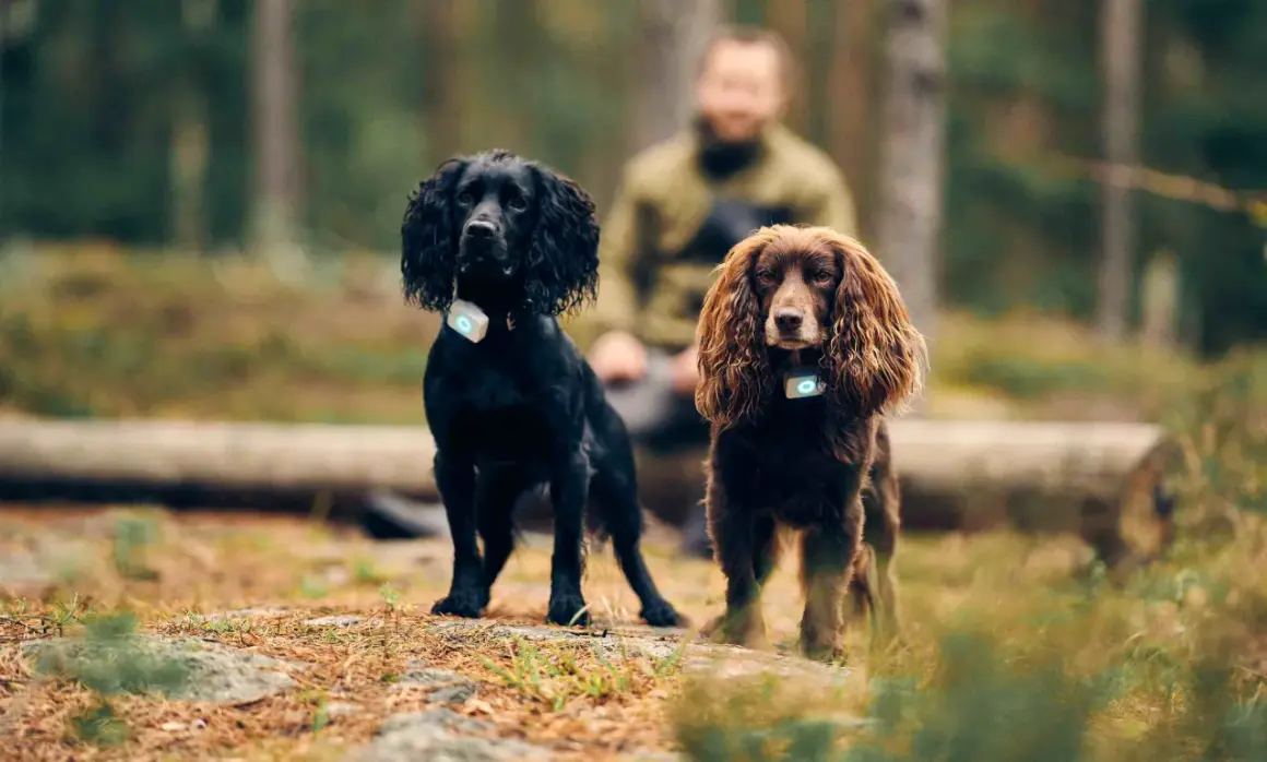 Två cocker spanielhundar, en svart och en brun, med GPS-halsband i skogen. Man undrar hur gammal blir en cocker spaniel?
