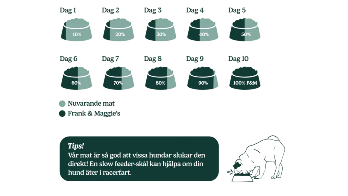 Schema för att byta foder hund över 10 dagar, från 10% nytt till 100% Frank & Maggie's. En hund äter ur en matskål.