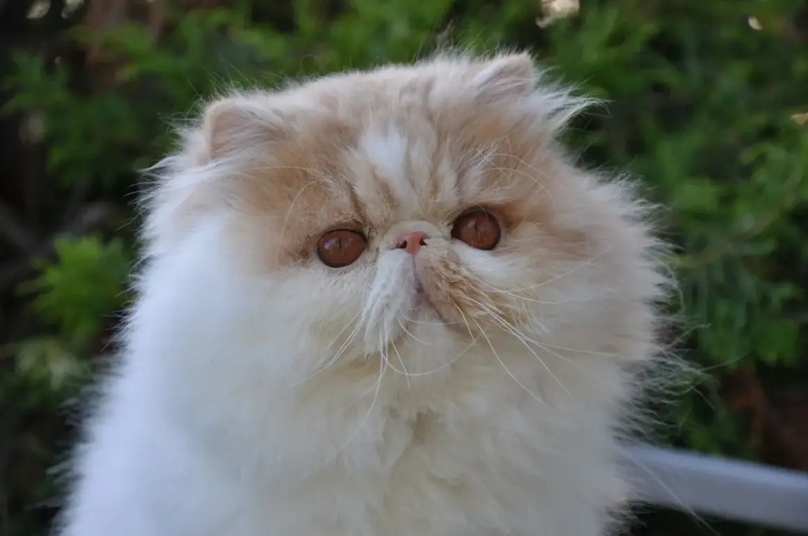 En fluffig, exotisk katt med stora, bärnstensfärgade ögon tittar fram ur grönska.