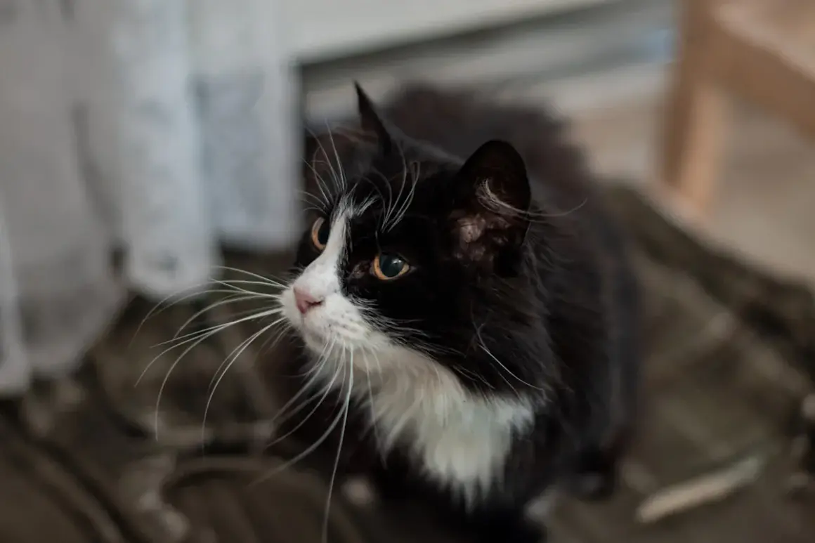 En gammal, mager katt med svartvit päls och långa morrhår tittar uppåt.