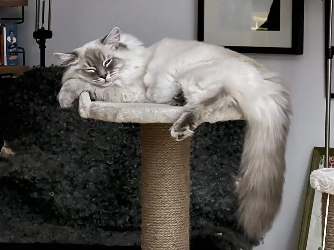 En fluffig katt vilar på en klösmöbel. Kanske ett namn som "Snöflinga" eller "Moln" skulle passa, fina gulliga kattnamn för en sådan skönhet.