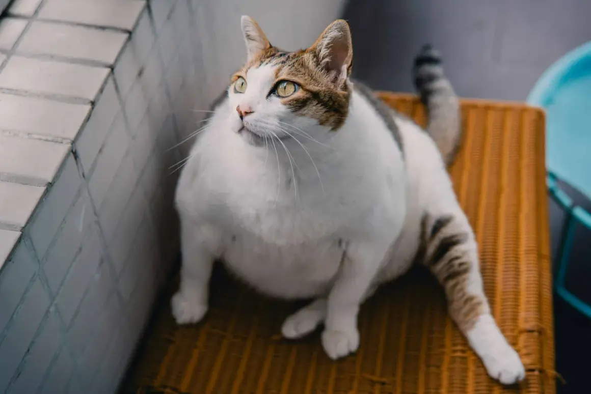 En tjock katt med gula ögon sitter på en orange stol och tittar uppåt.