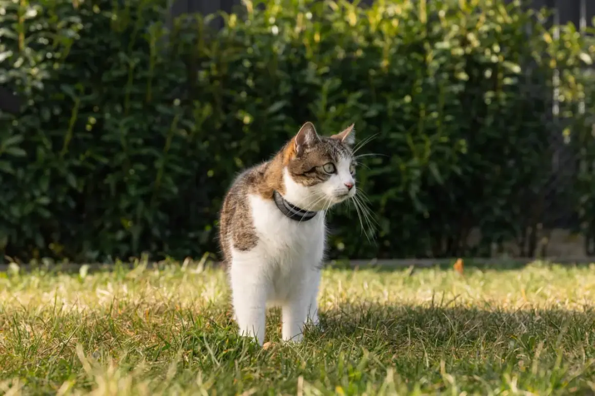 Katt med halsband står i gräset, nosar i luften, kanske känner doften av feromoner katt.