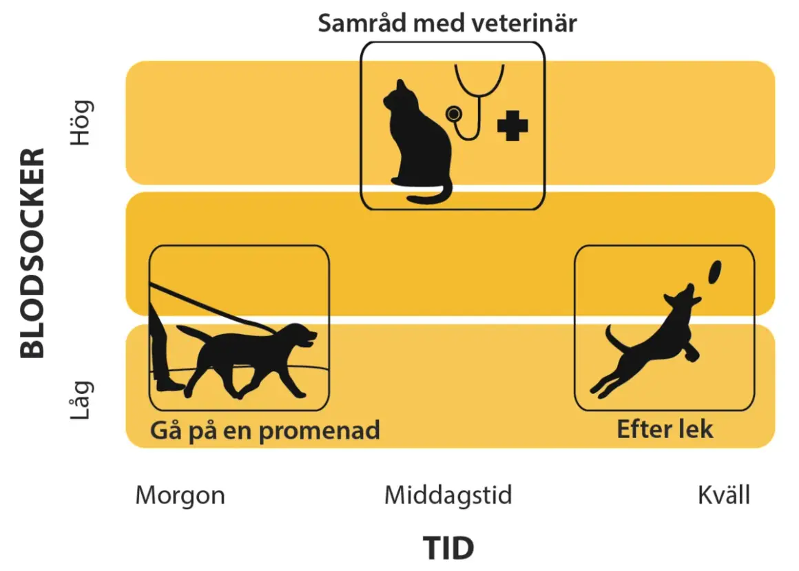Diagram visar att lågt blodsocker hos hund kan visa symptom som trötthet vid promenad.
