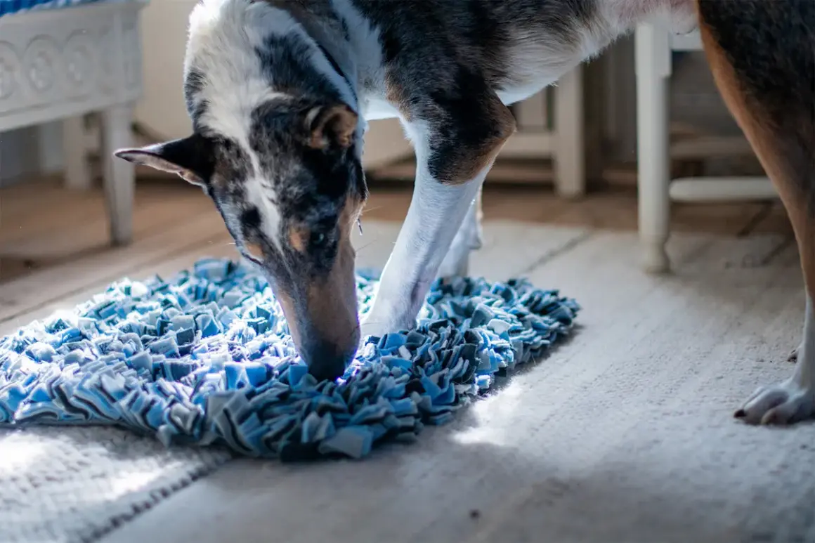 Hunden nosar ivrigt i en blå matta, en perfekt aktivitet för att banta hunden och hålla den sysselsatt.