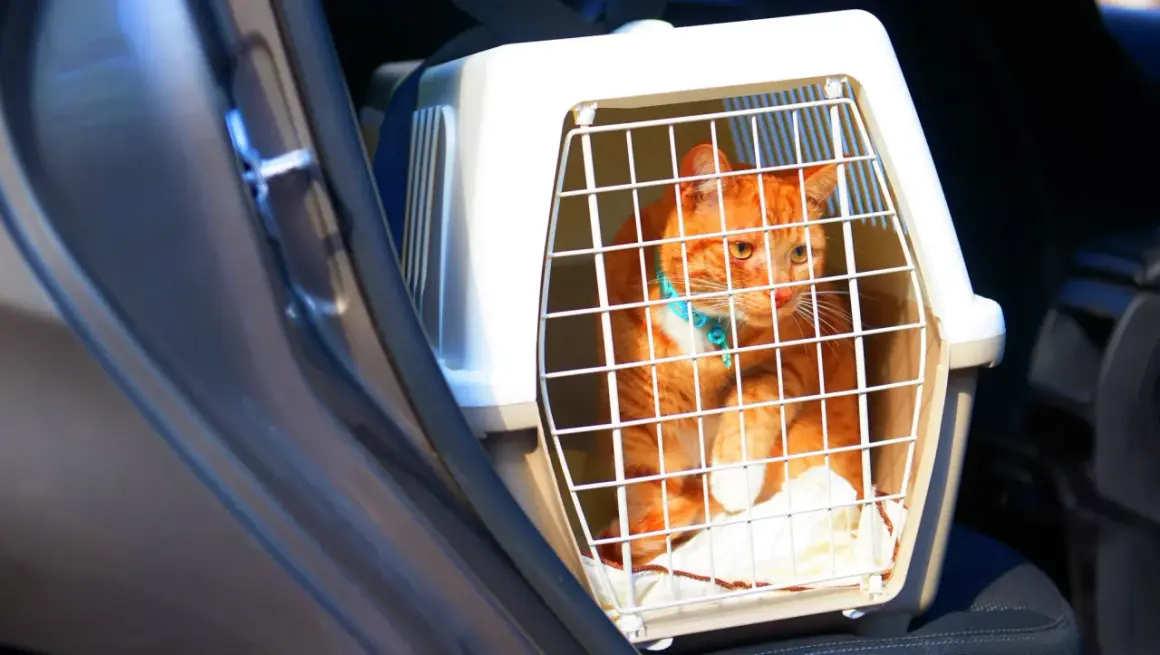 En orange katt i en transportbur sitter i en bil.