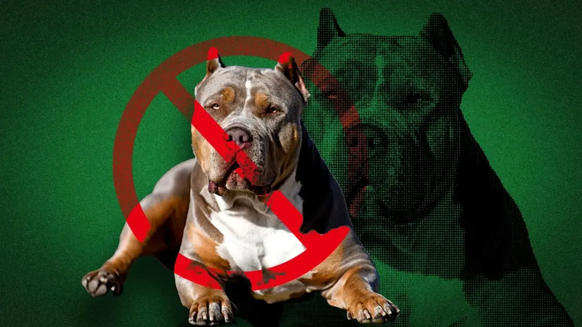 En kraftig hund med ett förbudstecken över sig. Bilden väcker frågan: hur många hundar får man ha utan tillstånd?