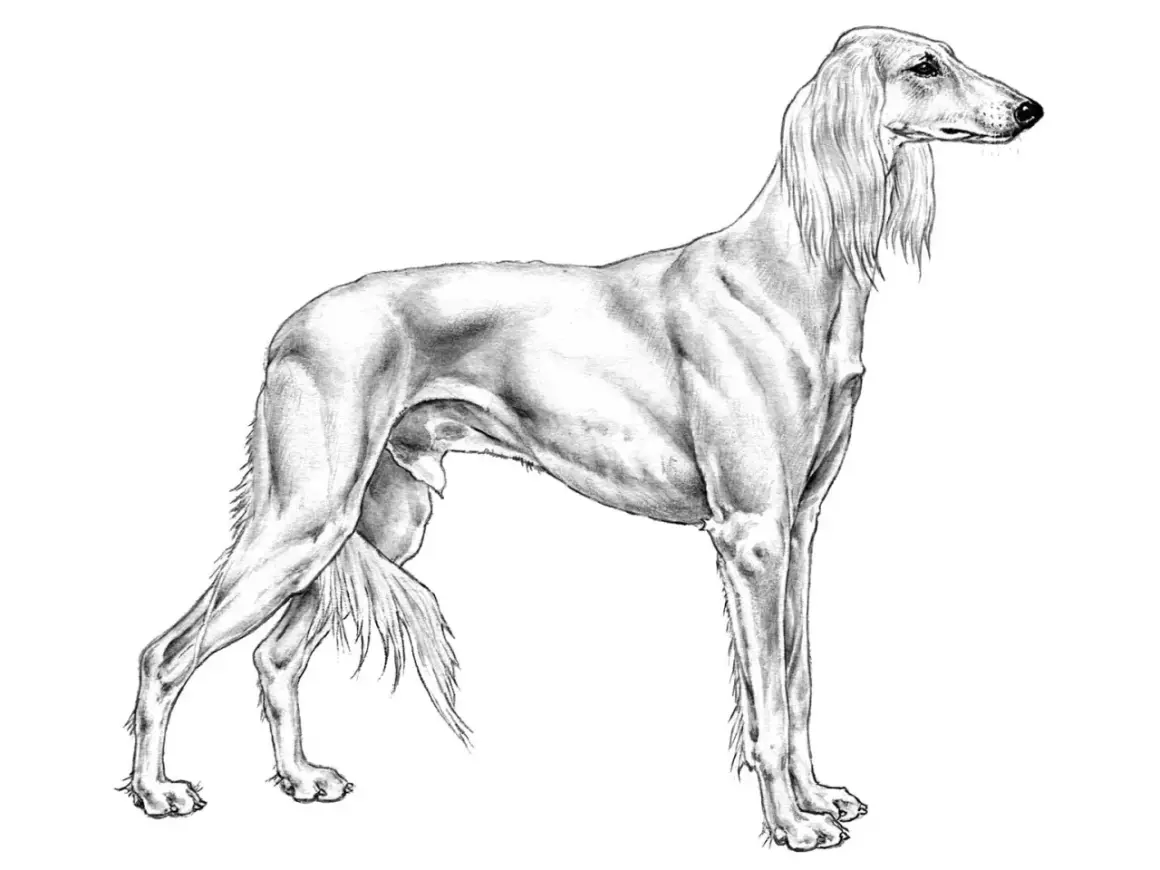 En elegant saluki hund i blyerts, med långa, böljande öron och en smal kropp.