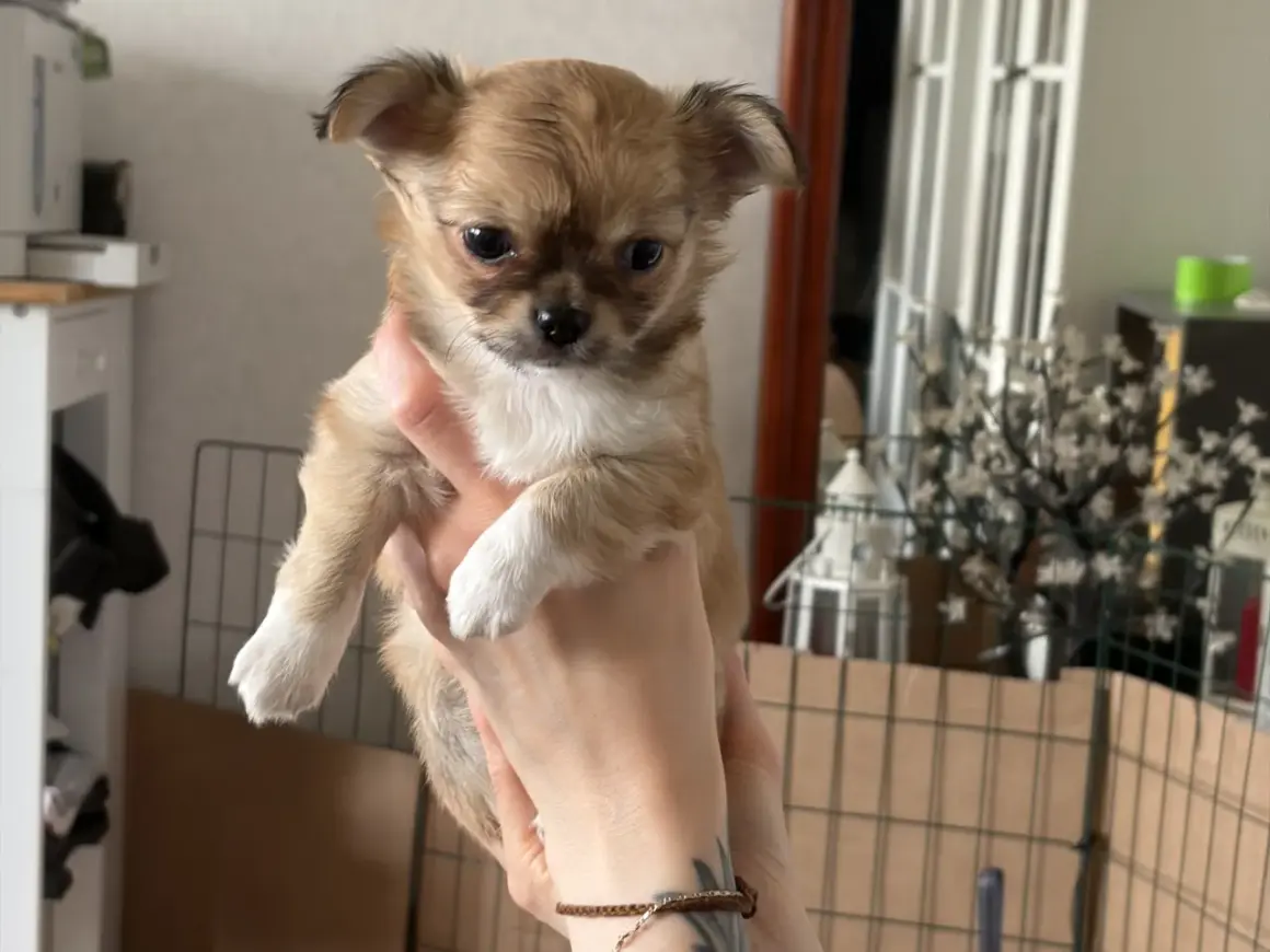 En söt chihuahua-valp, med sitt typiska chihuahua temperament, hålls i händerna.