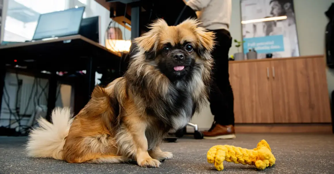 En söt hund med en leksak bredvid sig, redo att ta med hunden till jobbet.