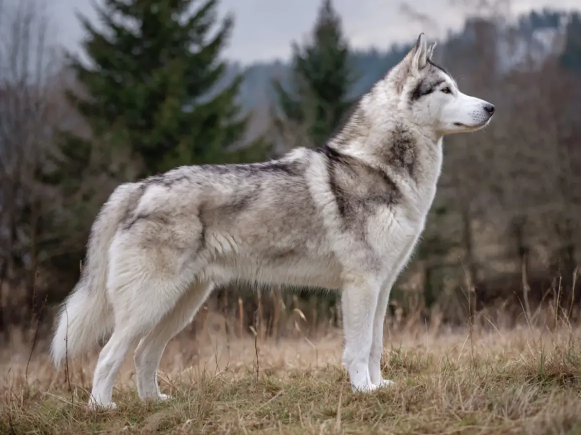 En ståtlig husky hund står i en höstlig skogsmiljö, med grå och vita markeringar i pälsen.
