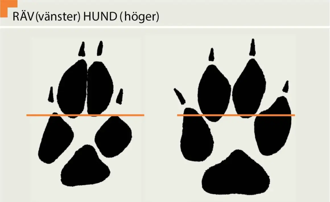 Spår av räv (vänster) och hund (höger). Bilden visar hur många tår en hund har, jämfört med en räv.
