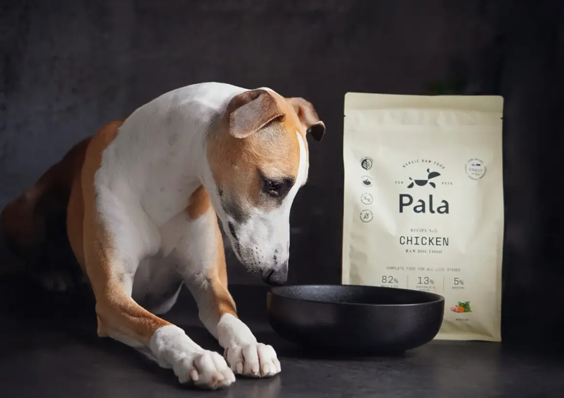 En hund tittar ner på en tom skål bredvid en påse hundfoder med kyckling.