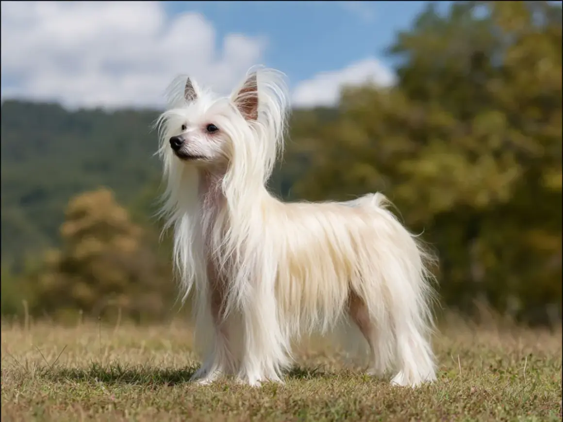En elegant kinesisk nakenhund med lång, vit päls står i gräset.
