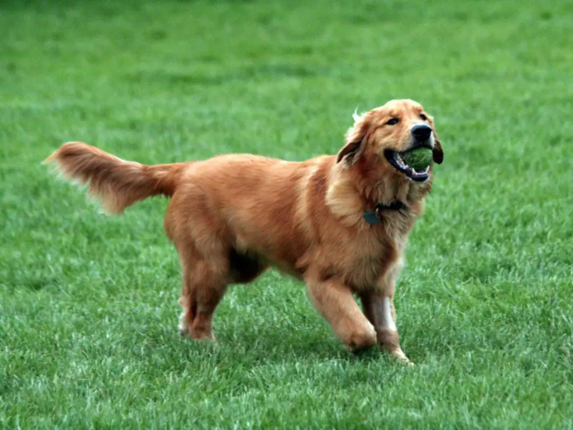 Glad golden retriever i full fart med en boll i munnen. En hund av golden retriever storlek som älskar att leka.