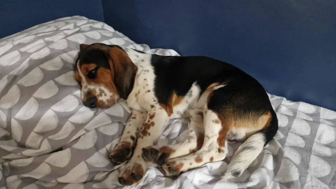 En söt bockhund vilar på en säng med mönstrat påslakan. Hunden har bruna, svarta och vita fläckar.
