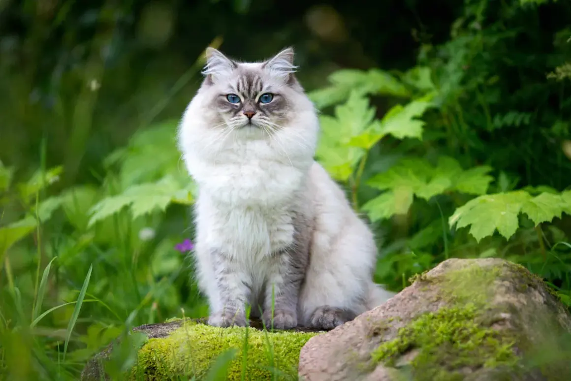 En majestätisk Neva Masquerade-katt med isblå ögon sitter i en grönskande trädgård, omgiven av mossa och stenar.