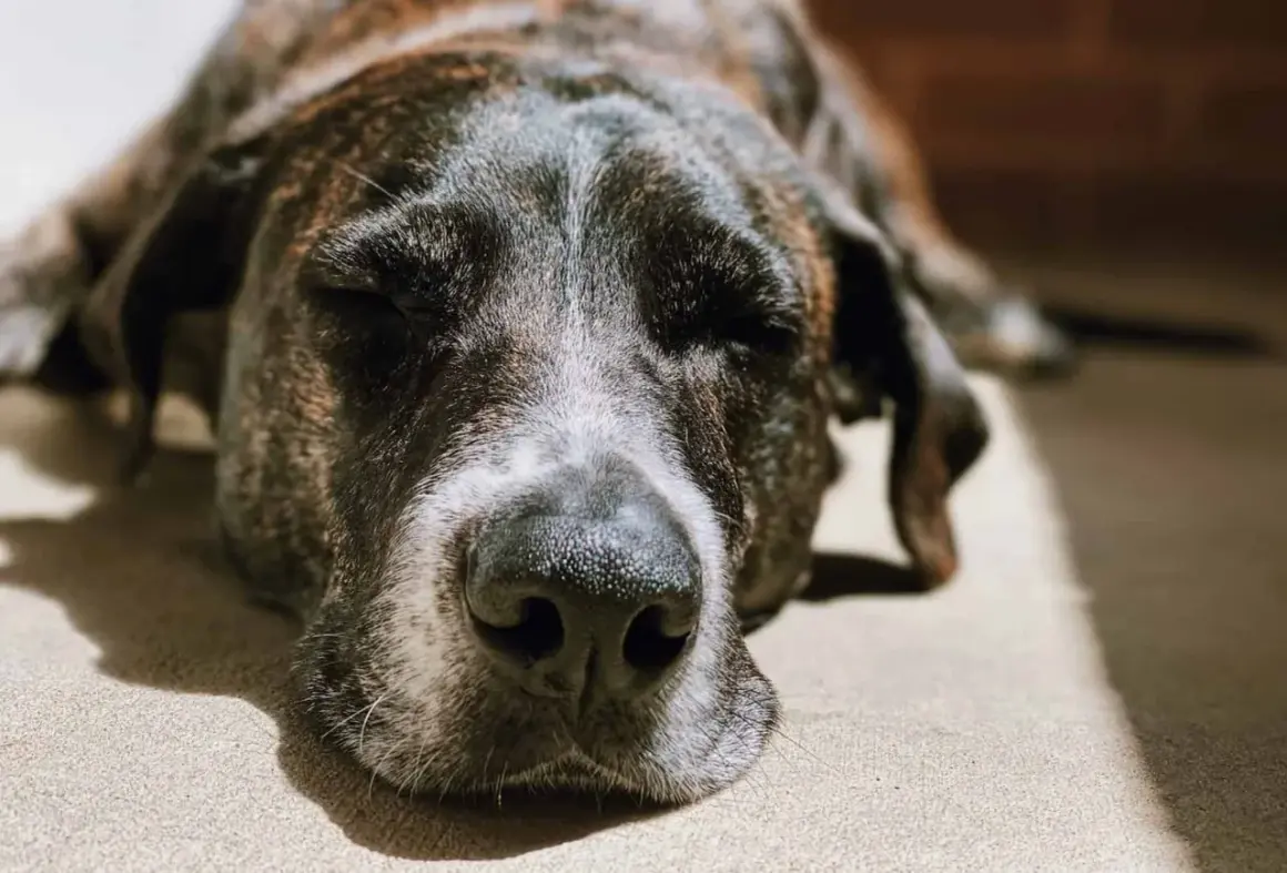 En gammal hund sover mycket. Den brindlefärgade hunden vilar i solen, med slutna ögon och en fridfull min.