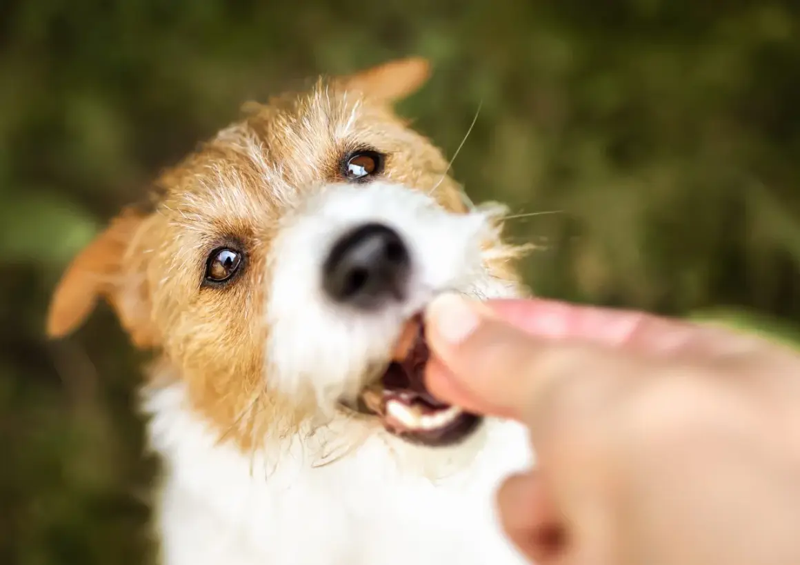 En söt hund får en godbit, kanske en bit majskolv.