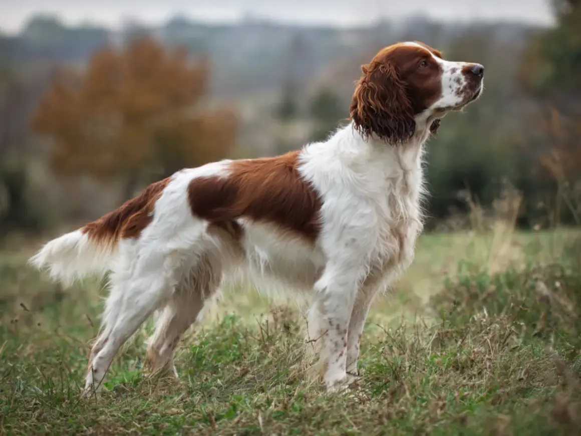 En stolt welsh springer spaniel står i gräset, med sin vackra vit-bruna päls och uppmärksamma blick.