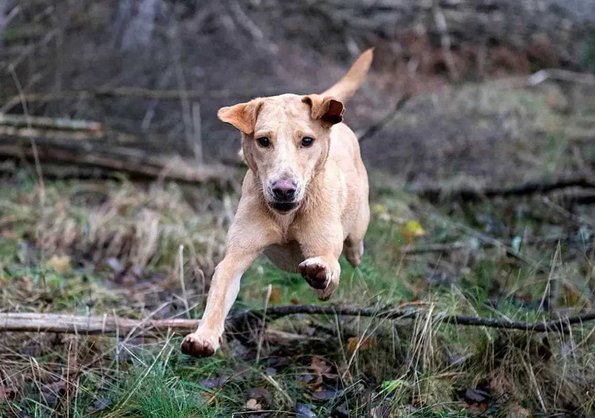 En ljusbrun hund i full fart genom skogen, redo för sitt råfoder.
