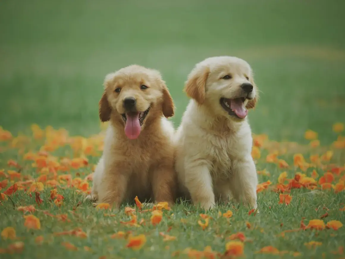 Två glada golden retriever-valpar sitter i gräset bland höstlöv. Perfekta hundnamn på o: Oden och Odin.