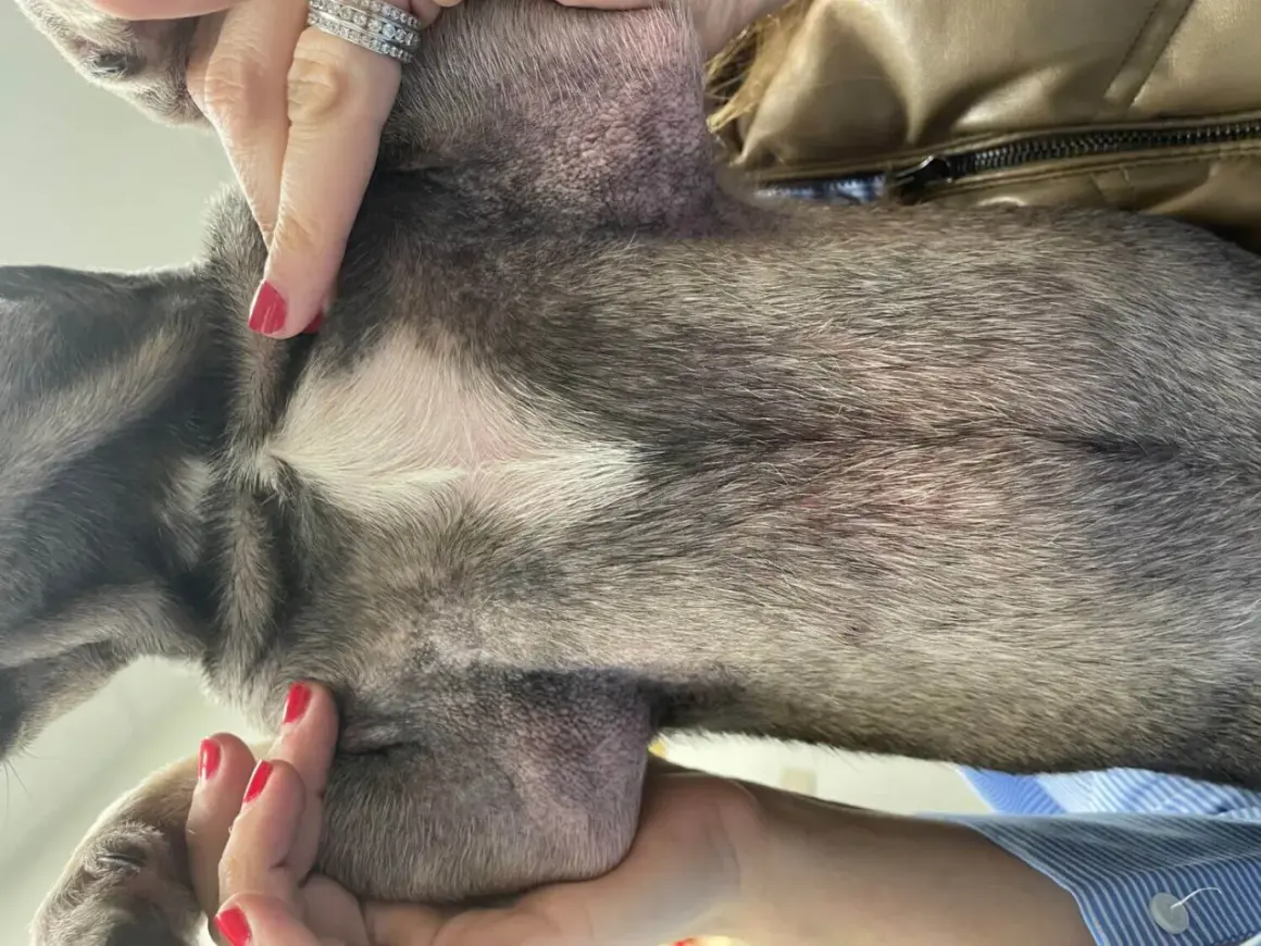 Hund ont i svansen. Hudirritation syns på hundens mage och vid svansroten.