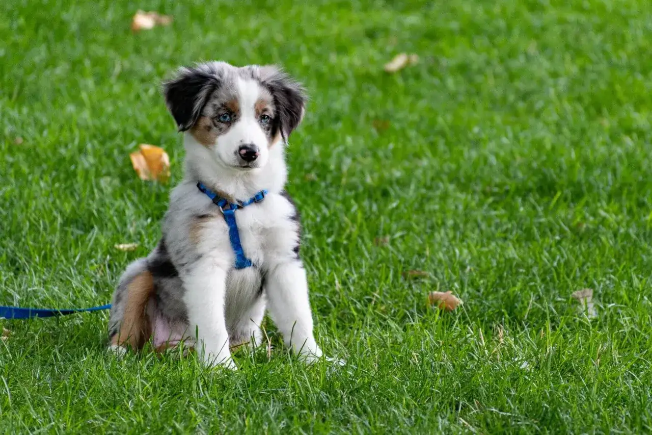 Australian shepherd - temperament, träning och hälsa