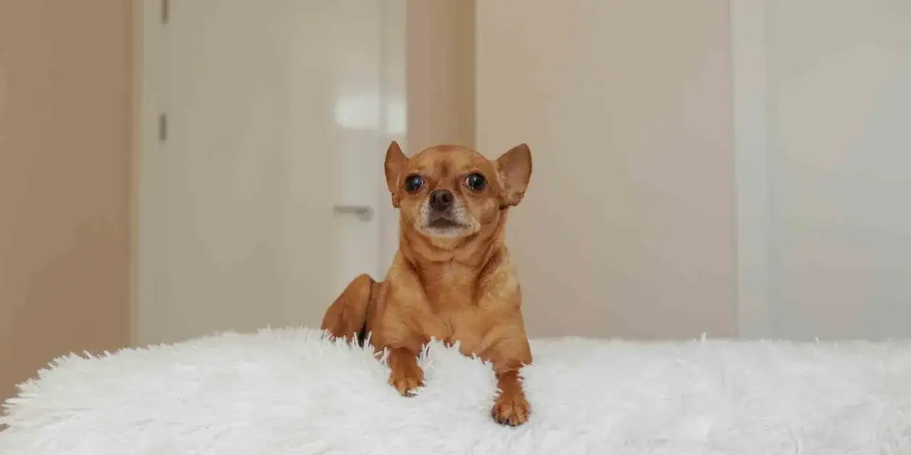 Underviktig hund - Så får du hunden att gå upp i vikt