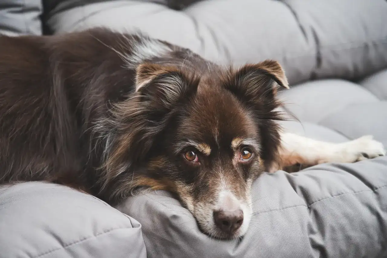 Hotell med hund - Din guide till en stressfri vistelse