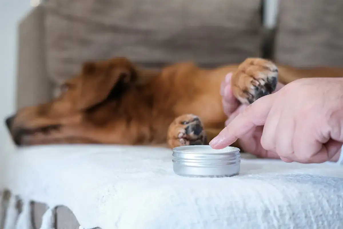 Svamp hos hund - Känn igen symtom och få rätt behandling