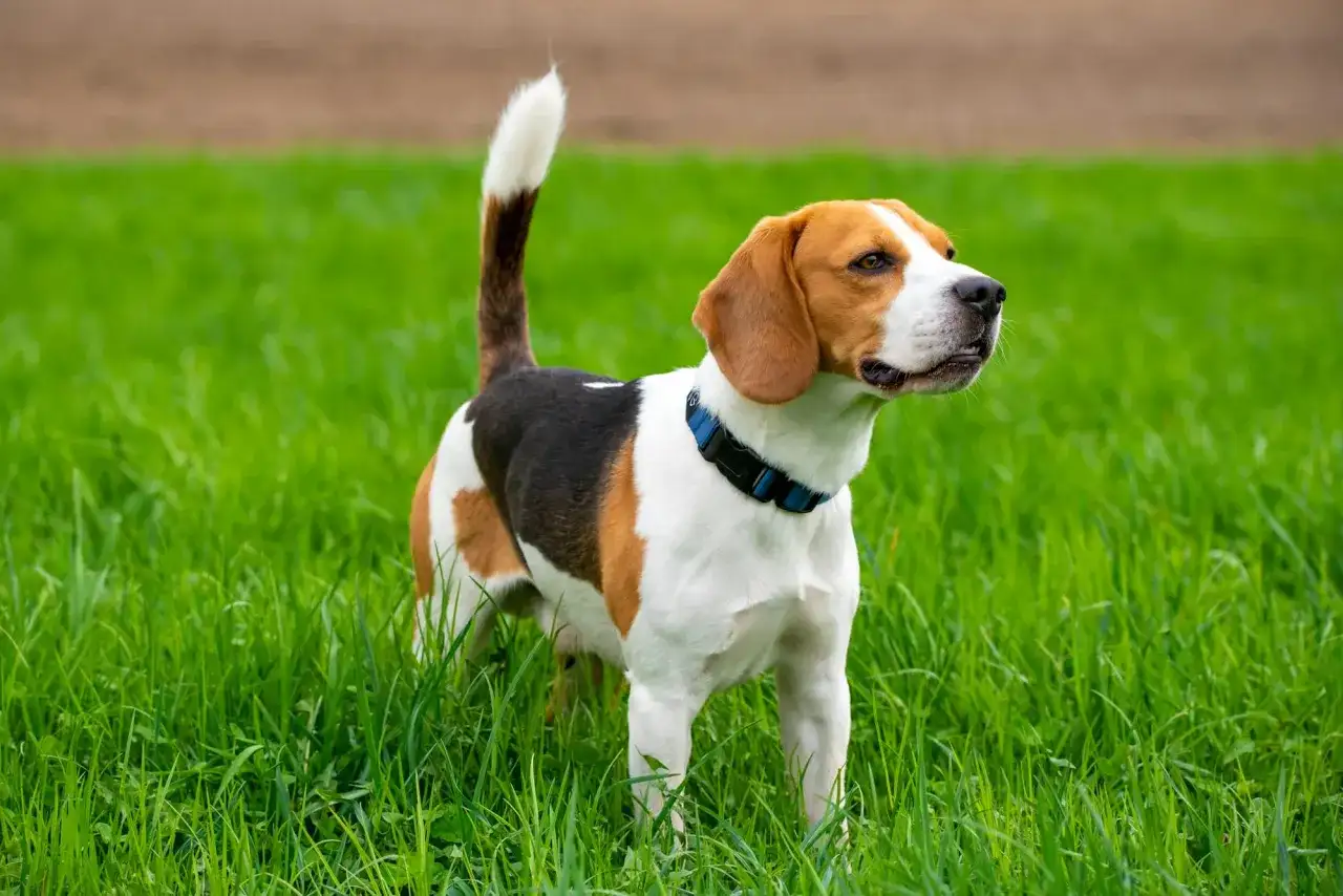 Beagle hundras - Allt du behöver veta innan köp