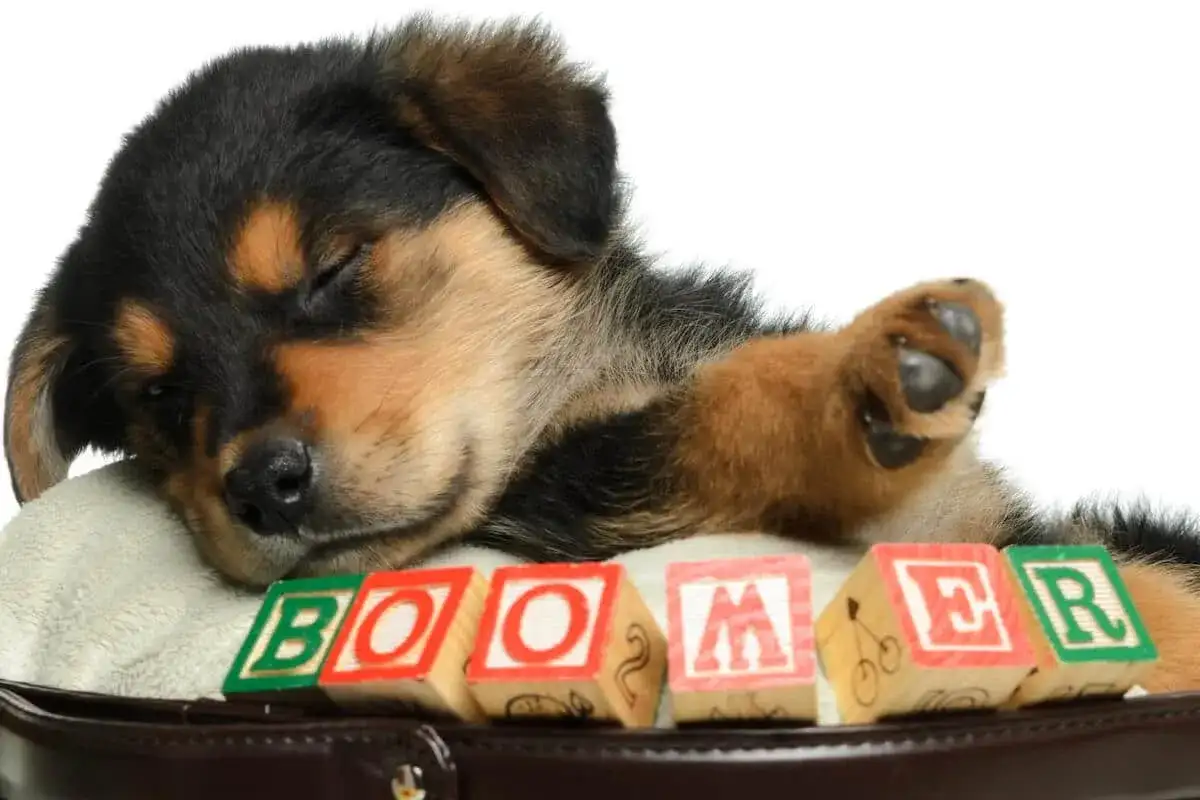 Namn på hanhund - populära, roliga och ovanliga idéer