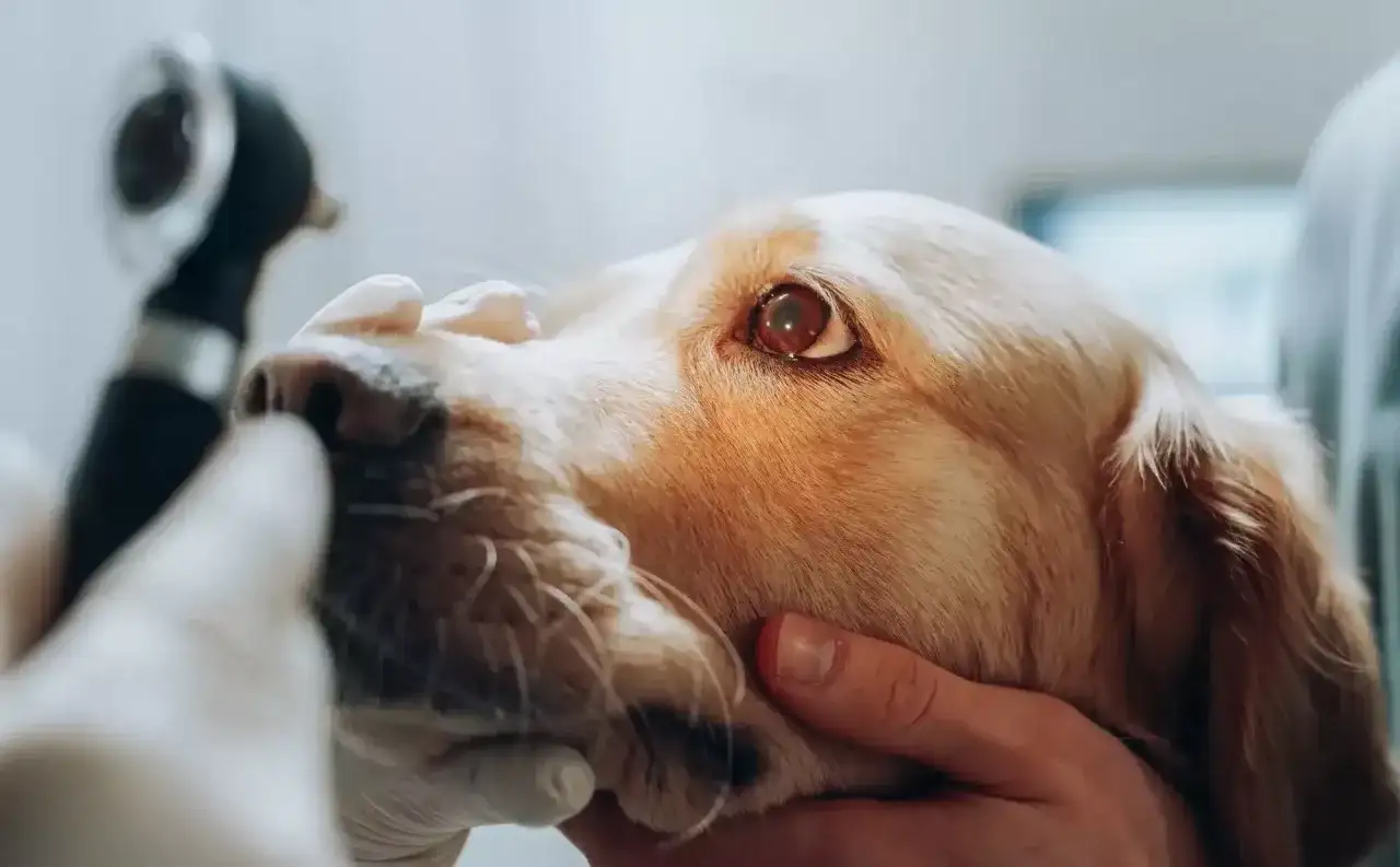 Besiktningsintyg hund - Allt du måste veta för en trygg affär