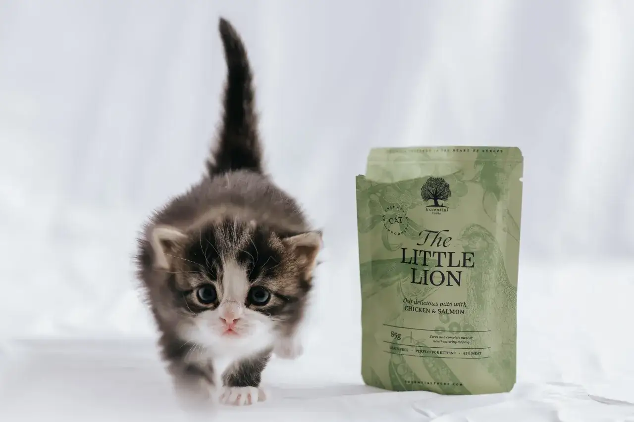 Kattunge i hemmet - Bästa starten för din katt!