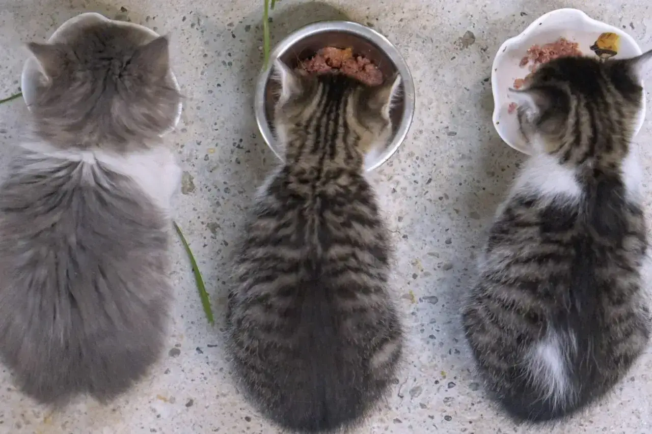 Hur mycket mat ska katten ha? – Räkna rätt för en frisk katt