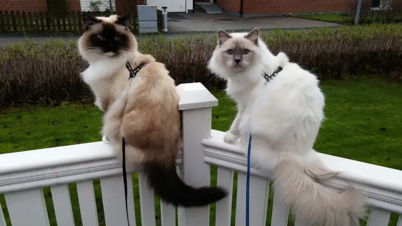 Två katter, en ragdoll och en birma, sitter på ett vitt staket.