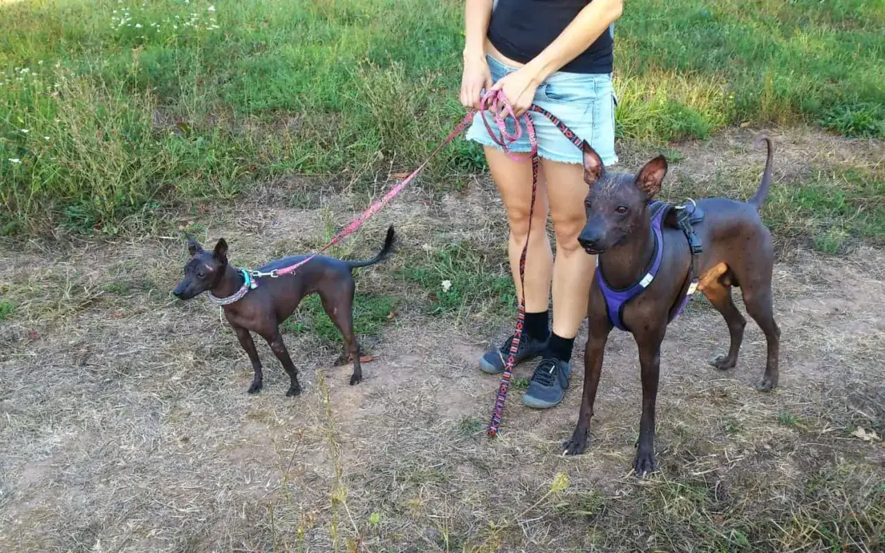 Tv&aring; xoloitzcuintle stor hundar p&aring; promenad. Den ena har en lila sele, den andra ett f&auml;rgglatt halsband.