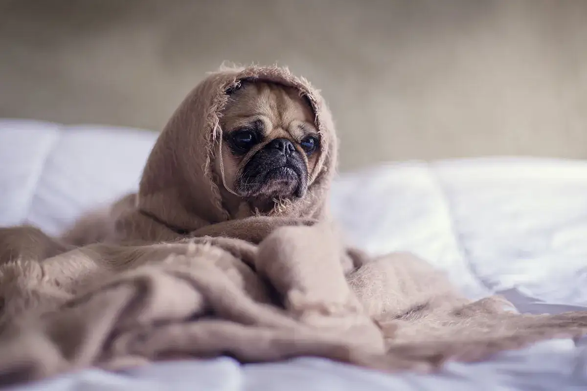 En mops, insvept i en brun filt, ser lite sorgsen ut. Hunden fl&aring;sar mycket, kanske f&ouml;r att den &auml;r varm eller lite orolig.