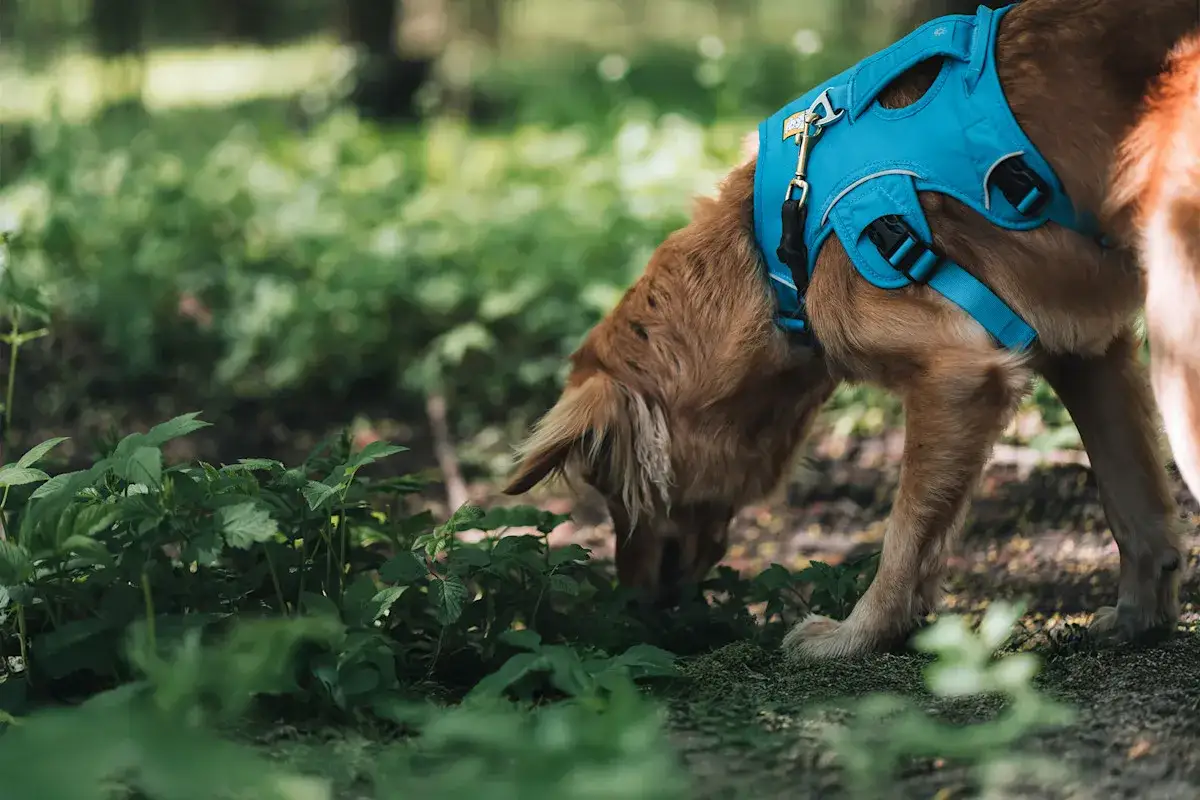 En brun hund med bl&aring; sele nosar i gr&auml;set. Kanske har den ont i svansen och s&ouml;ker tr&ouml;st i naturen.