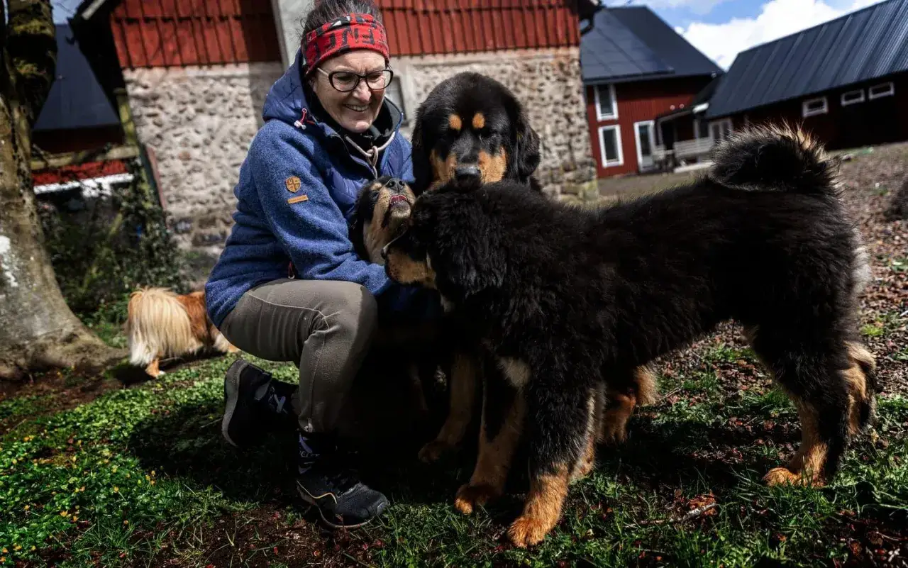 Kvinna med tre stora, fluffiga hundar, kanske tibetansk mastiff, en av världens dyraste hundraser.