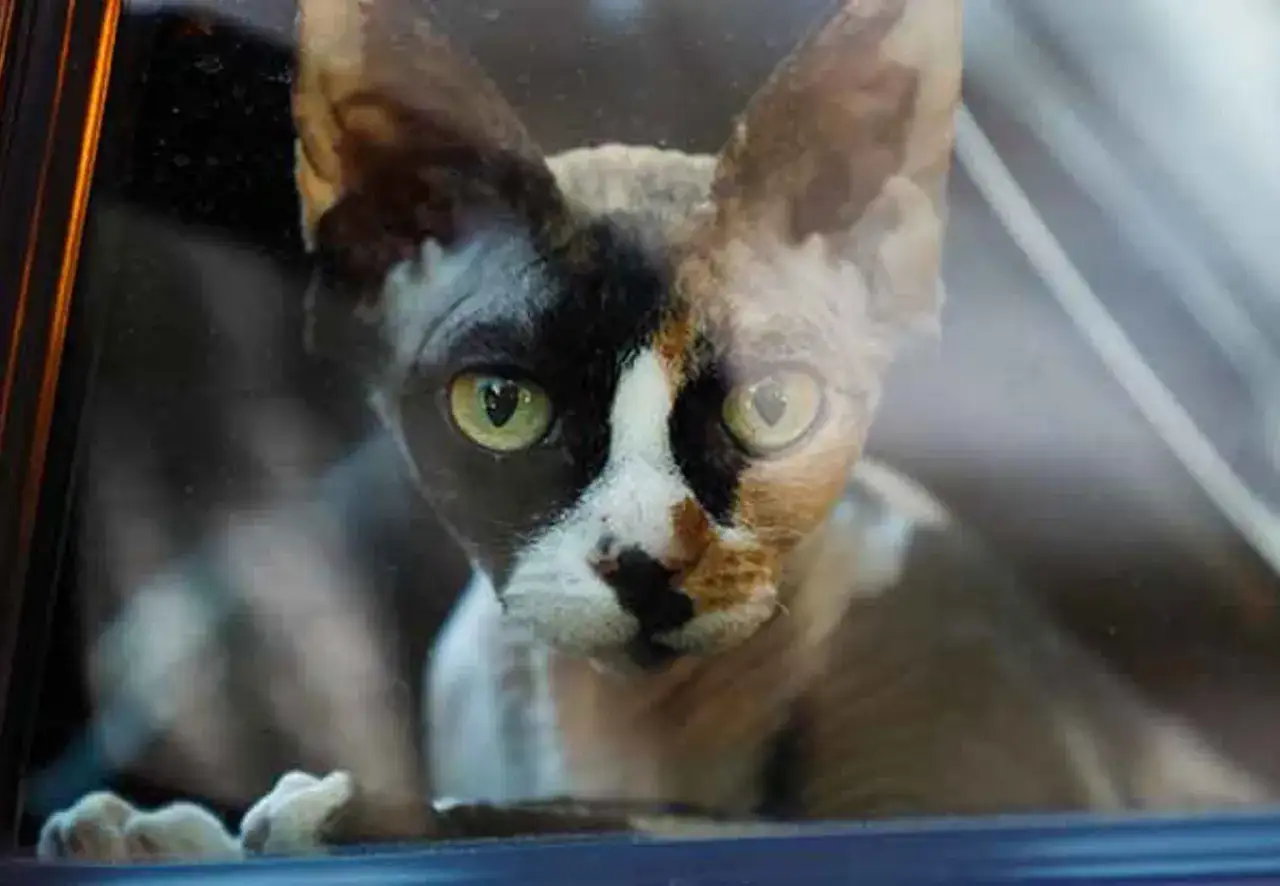 En ovanlig katt med fläckigt ansikte, som verkar ha en del katt tappar hår, tittar ut genom ett fönster.