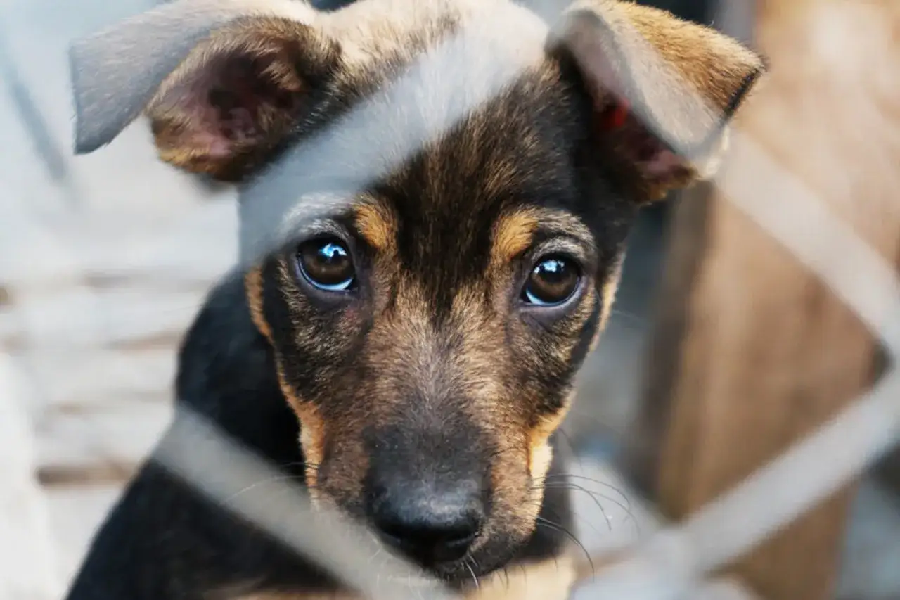 En söt hundvalp tittar genom ett staket, dess ögon uttrycker sorg. Bilden belyser bristen på djurhållning för hundar.