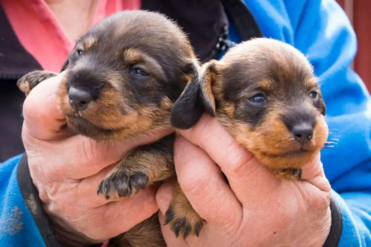 Två små taxvalpar hålls i famnen, redo att starta kennel. Deras mörka päls och nyfikna blickar lovar framtida glädje.